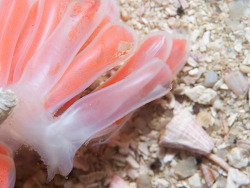 Charonia lampas thumbnail