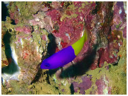 Pictichromis coralensis thumbnail