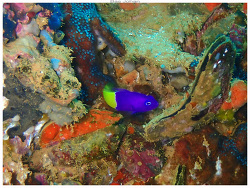 Pictichromis coralensis thumbnail