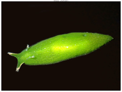 Phyllaplysia viridis thumbnail