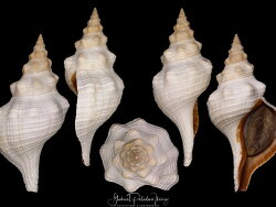 Triplofusus giganteus thumbnail