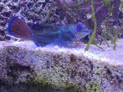 Synchiropus splendidus thumbnail