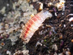 Isopod Cirolana harfordi (Pillar Point) 2026