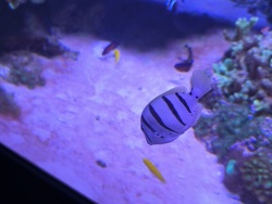 Gitter-Doktorfisch 