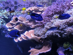 Weißkehl-Doktorfisch (Acanthurus Leucostern)
