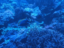 Weißkehl-Doktorfisch (Acanthurus Leucostern)