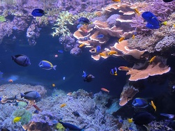 Paracanthurus Hepatus Group 