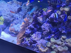 Paracanthurus Hepatus Group 