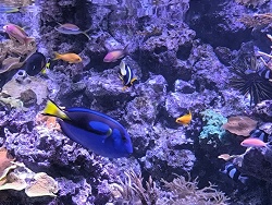 Paracanthurus Hepatus (Paletten-Doktorfisch)