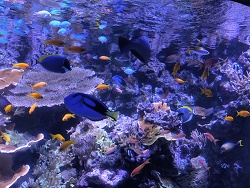 Paracanthurus Hepatus (Paletten-Doktorfisch)