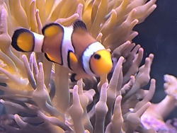 Amphiprion Ocellaris (Falscher Clownfisch)