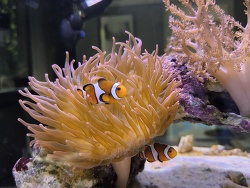 Amphiprion Ocellaris (Falscher Clownfisch)