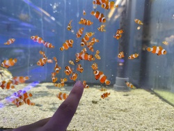Amphiprion Ocellaris (Falscher Clownfisch)