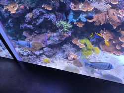 Zebrasoma Desjardinii 