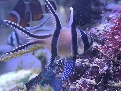 Banggai Kardinalbarsch 