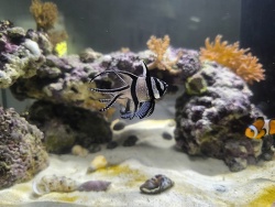 Banggai Kardinalbarsch 