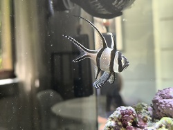 Banggai Kardinalbarsch 