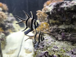 Banggai Kardinalbarsch 