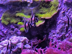 Banggai Kardinalbarsch 