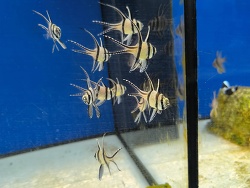 Banggai Kardinalbarsch 