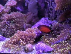 Streifen-Zwergkaiser