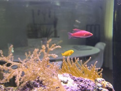 Blauer Zwerglippfisch 