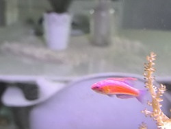 Blauer Zwerglippfisch 