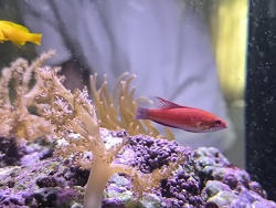 Blauer Zwerglippfisch 