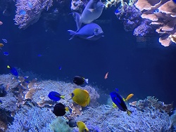 Masken Falterfisch 