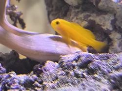 Gobiodon okinawae thumbnail