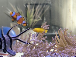 Gobiodon okinawae thumbnail