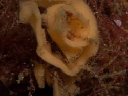 Doris granosa thumbnail