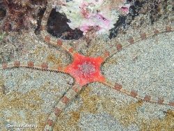 Ophioderma longicaudum thumbnail