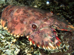 Parribacus holthuisi thumbnail