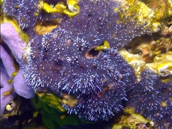 Apatizanclea divergens thumbnail