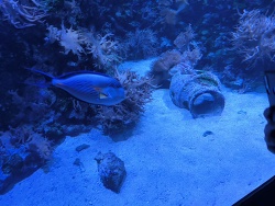 Acanthurus sohal thumbnail
