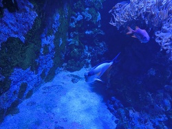 Acanthurus sohal thumbnail