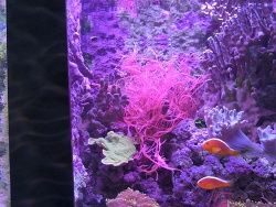 Amphiprion akallopisos thumbnail