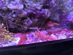 Rhynchocinetes durbanensis thumbnail