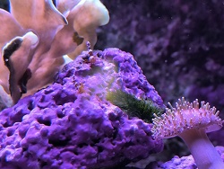 Thor amboinensis thumbnail