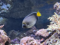 Apolemichthys xanthurus thumbnail