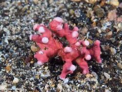 Boreolithothamnion corallioides thumbnail