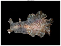 Aplysia argus thumbnail