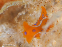 Polycera elegans thumbnail