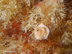 Thecacera pennigera thumbnail