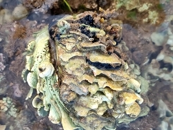 Chama lazarus thumbnail