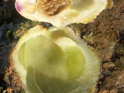 Chama lazarus thumbnail