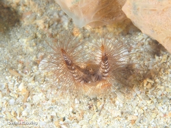 Lygdamis wirtzi thumbnail