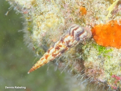 Turritella turbona thumbnail
