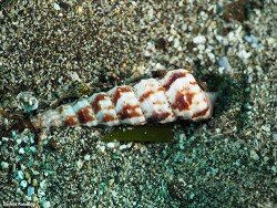 Turritella turbona thumbnail